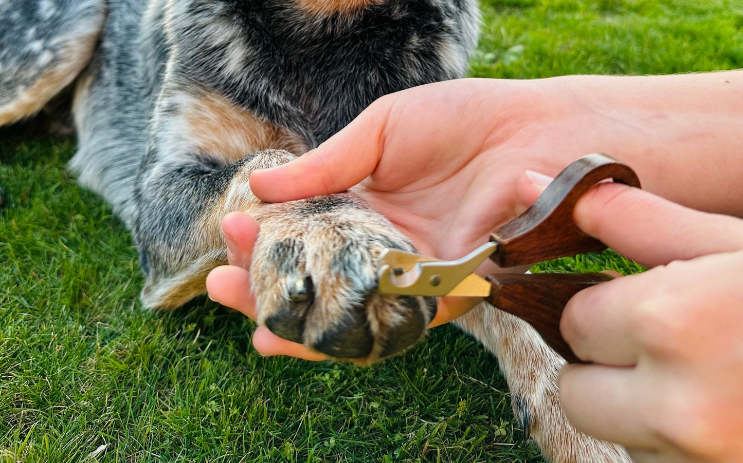Hairy Nail Scissors