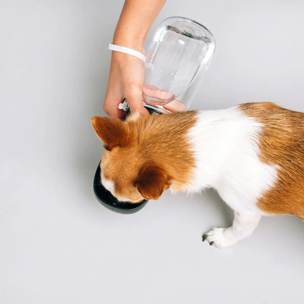Original Thirsty Dog Bottle
