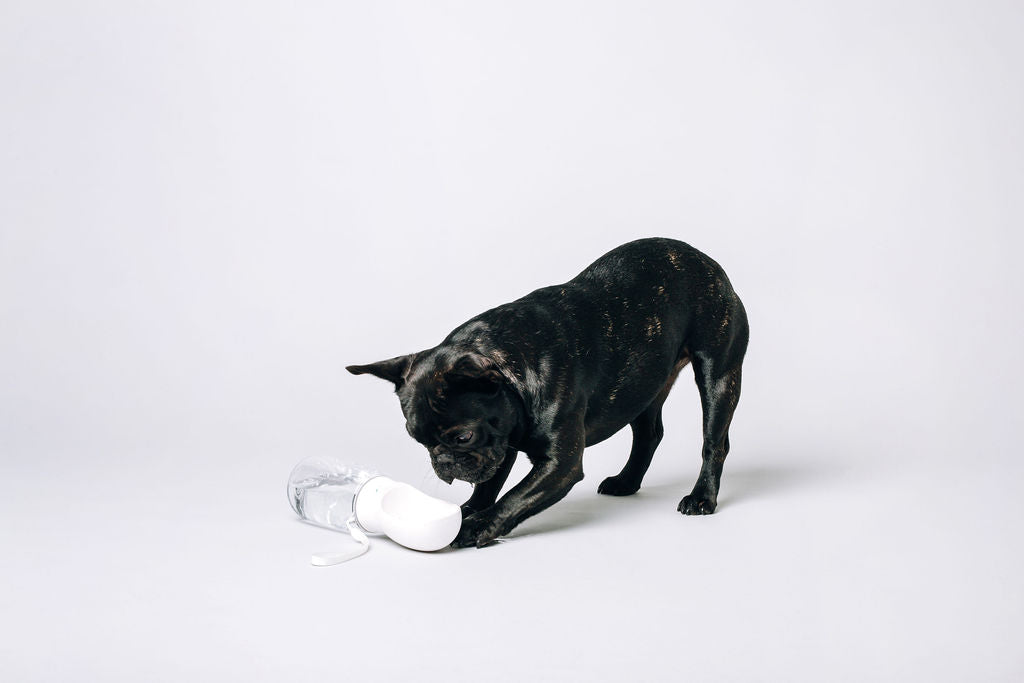 Thirsty Dog Bottle