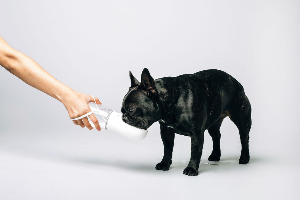 Original Thirsty Dog Bottle