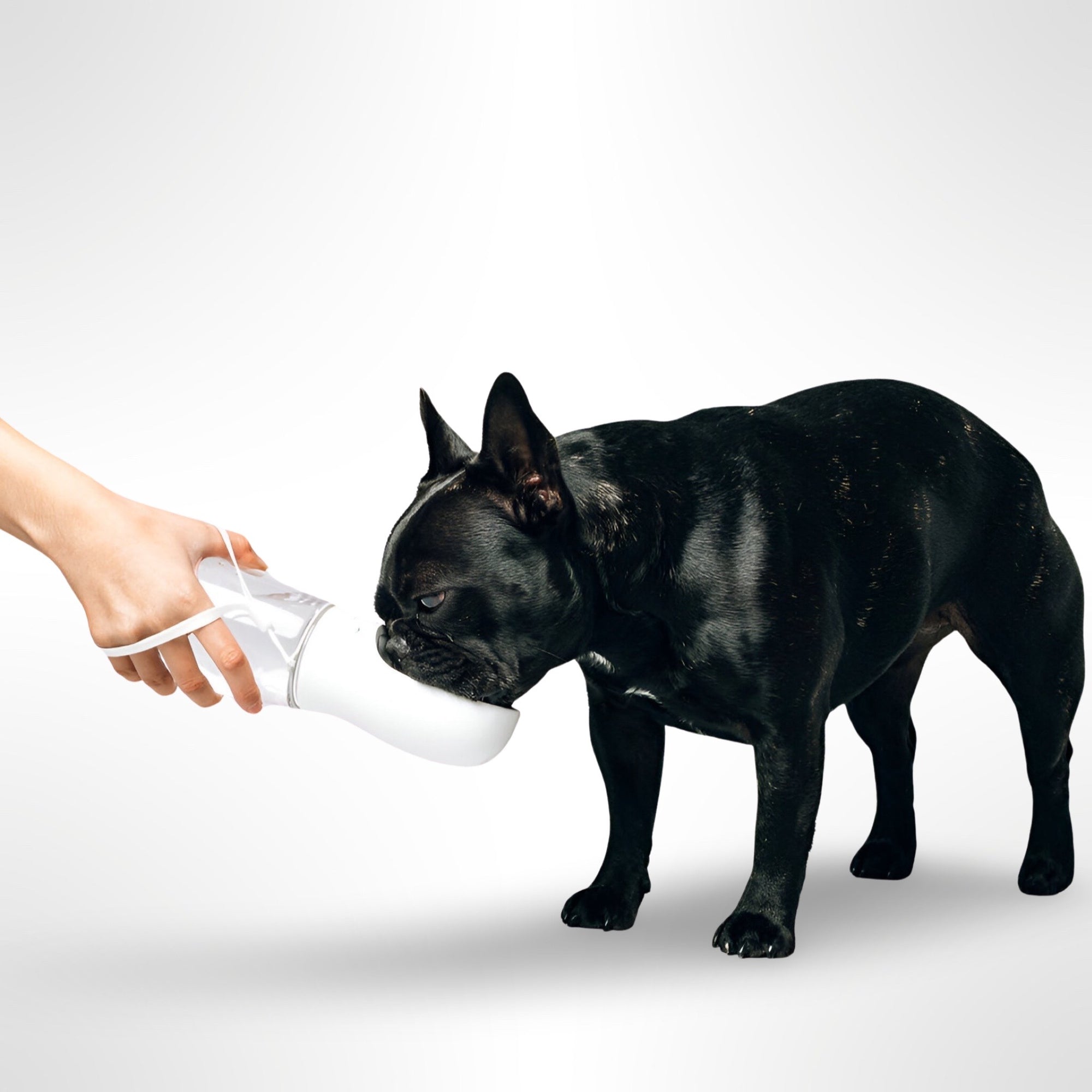 Thirsty Dog Bottle ® NZ & AUS